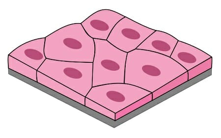 <p>name the shape</p>