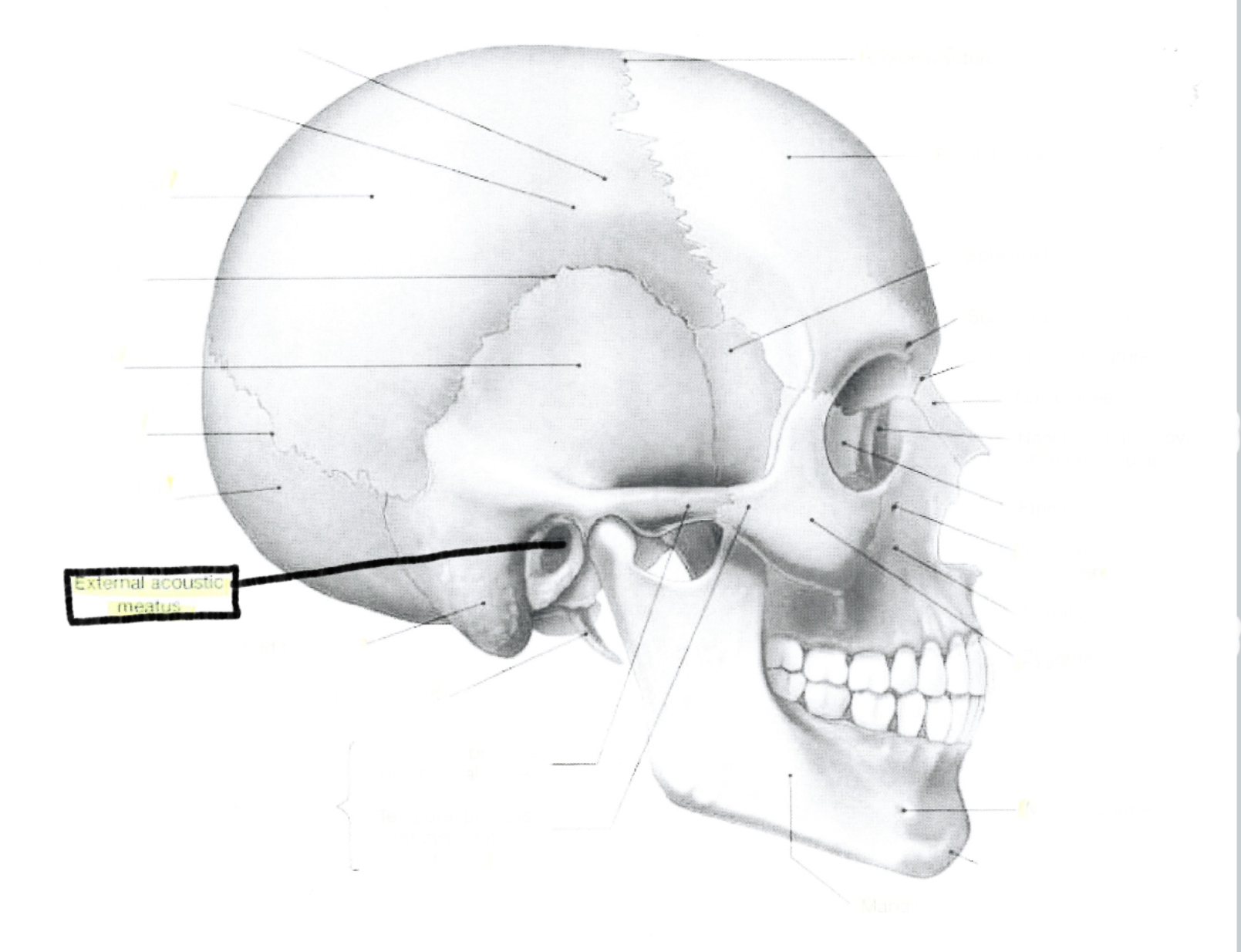 <p>External acoustic meatus</p>
