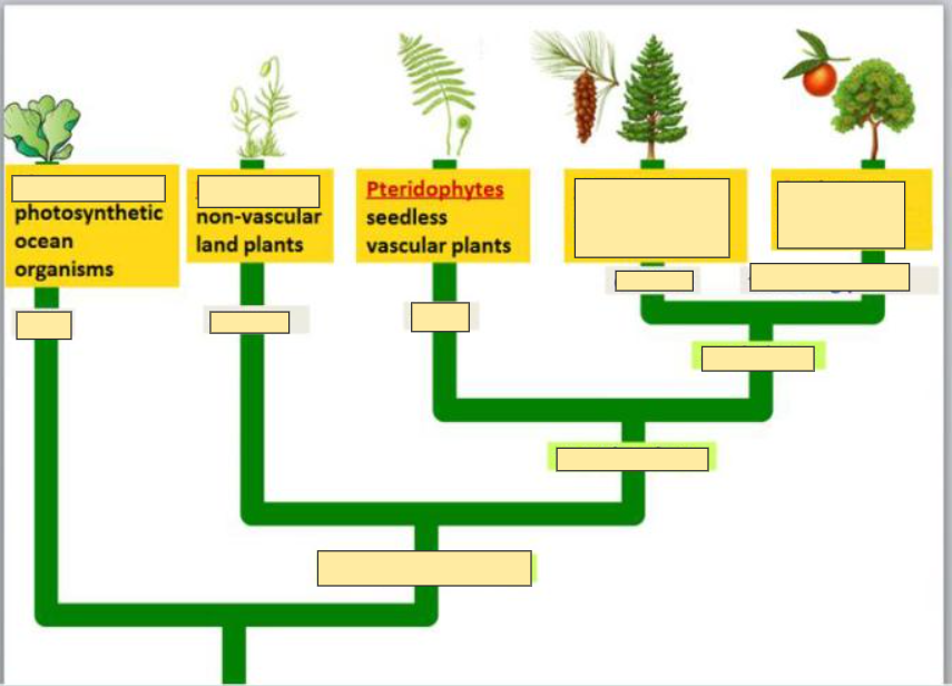 <p>Pteridophytes</p>