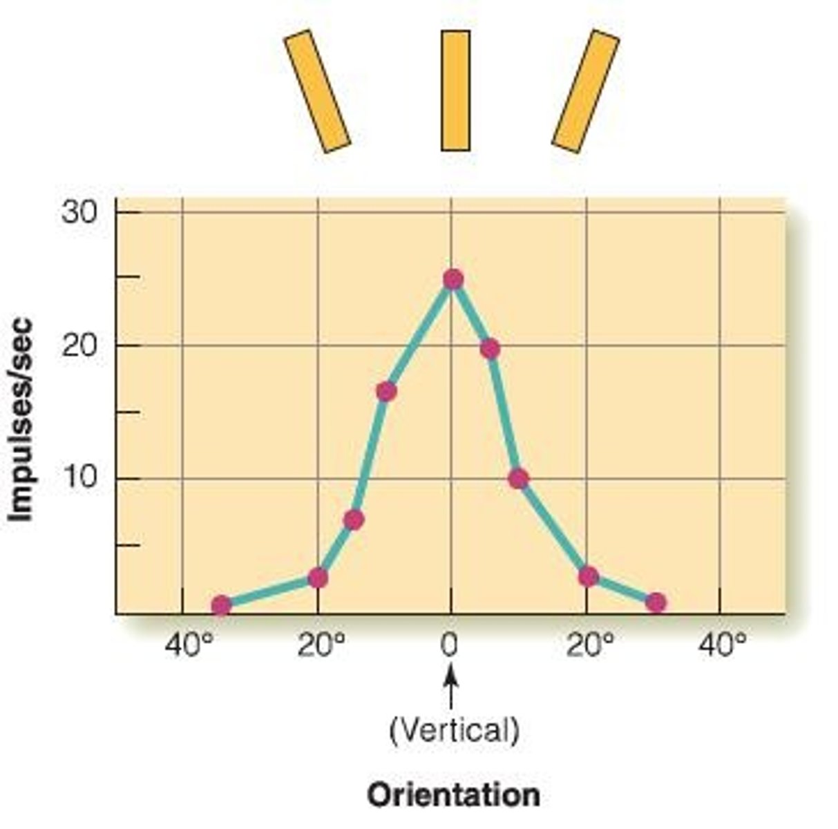 <p>Orientation columns consist of neurons that have similar orientation selectivity, with the entire range of orientation preferences represented across nearby columns.</p>