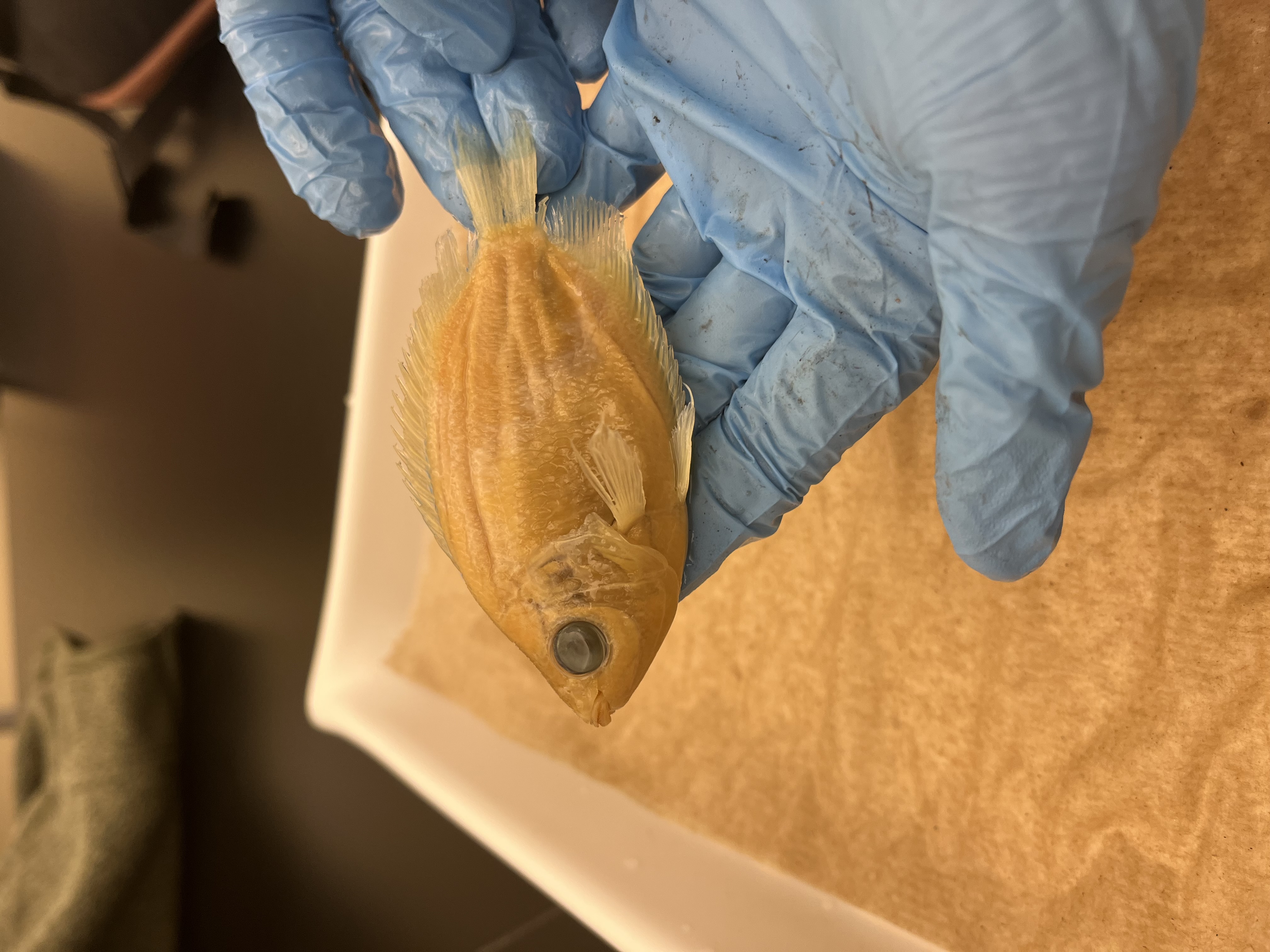<p>Kissing Gouramis</p>