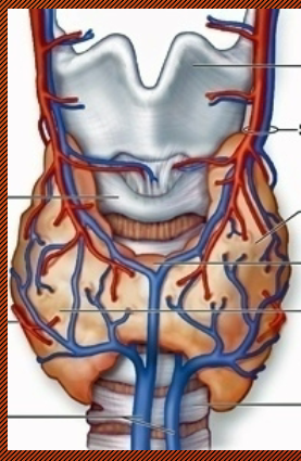 <p>Thyroid Gland</p>