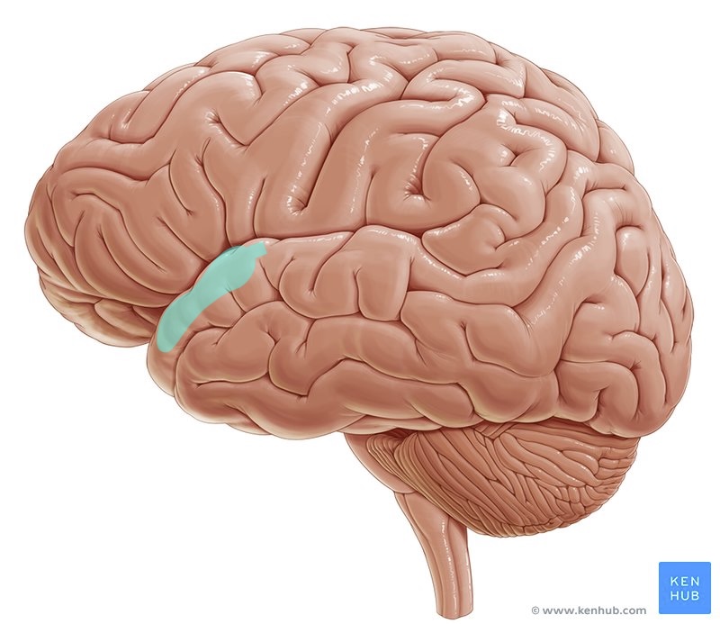 <p>what brain area is this?</p>