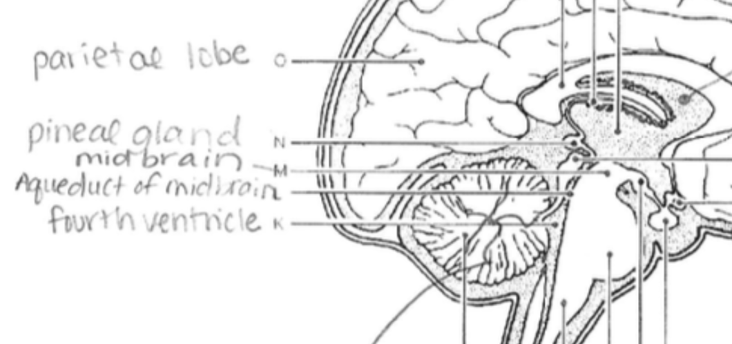 <p>The "master gland"; regulates various hormones affecting growth, metabolism, and reproduction.</p>