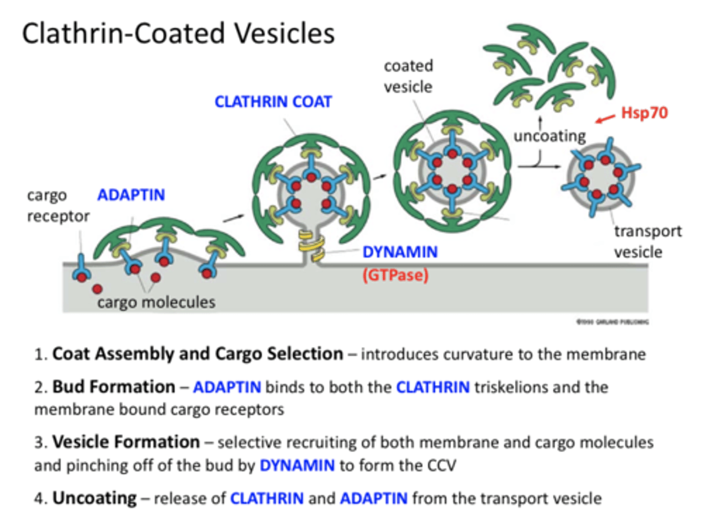 <p>Enables endocytosis to occur</p>