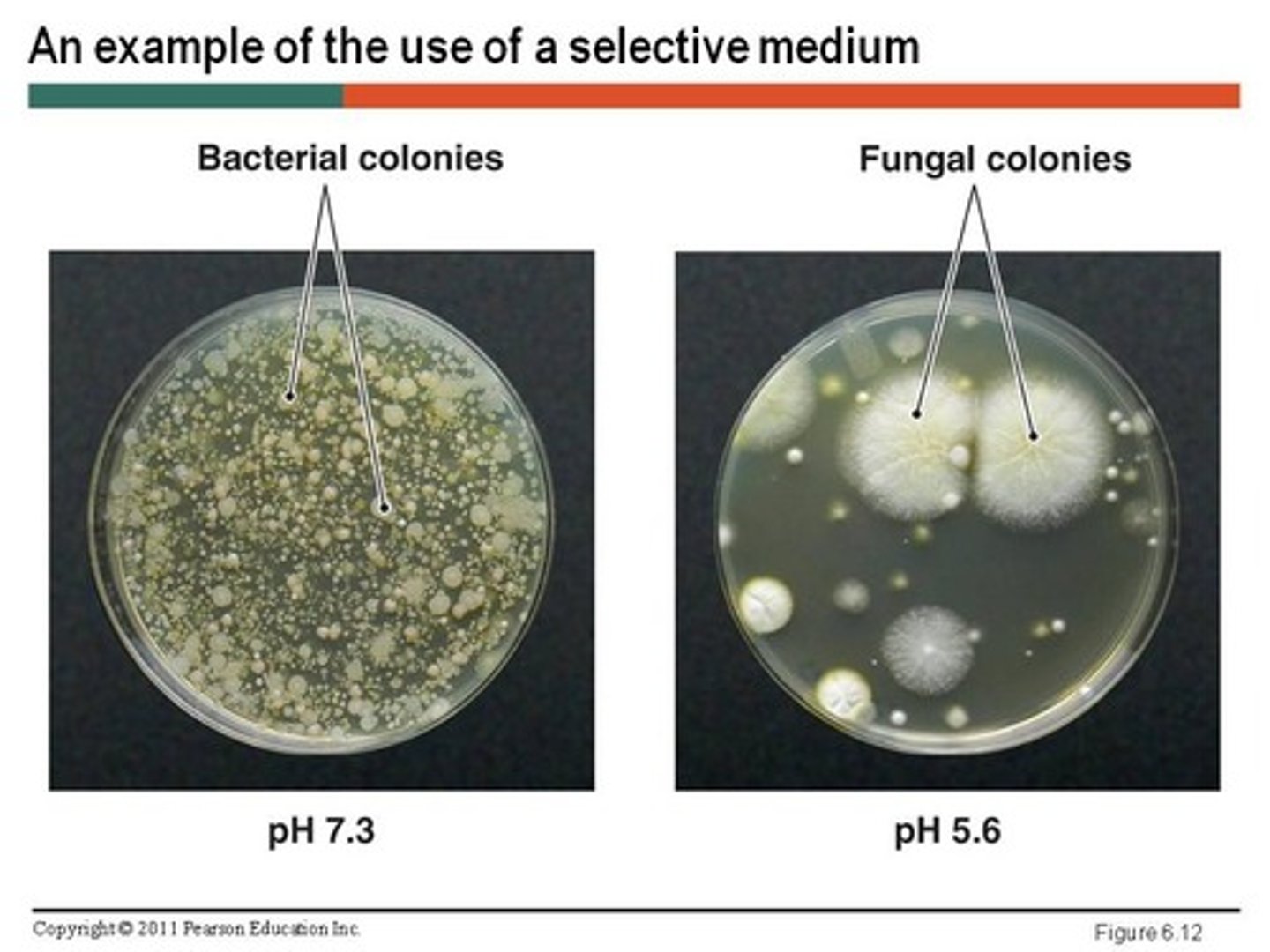 <p>one to which compound have been added to selectively inhibit the growth of certain microorganism but not others. they incorporate chemical that inhibit growth of certain bacteria while permitting growth of another. thus isolates or selects one particular group.</p>