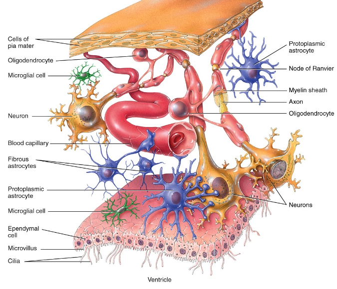<ul><li><p>astrocytes = strength/support, blood-brain barrier</p></li><li><p>microglia = phagocytes</p></li><li><p>ependymal cells = production of CSF</p></li><li><p><strong>oligodendrocytes </strong>= myelination of axons of CNS neurons</p></li></ul><p></p>