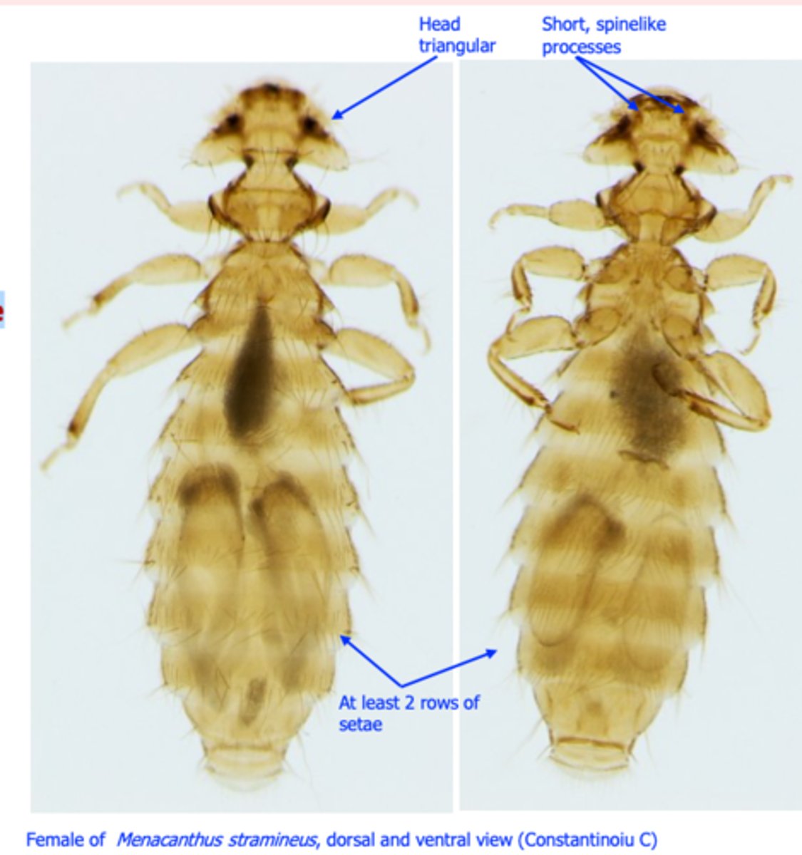 <p>• Head: triangular, wider than the</p><p>thorax;</p><p>• Two short, spinelike processes on the ventral side of the head;</p>