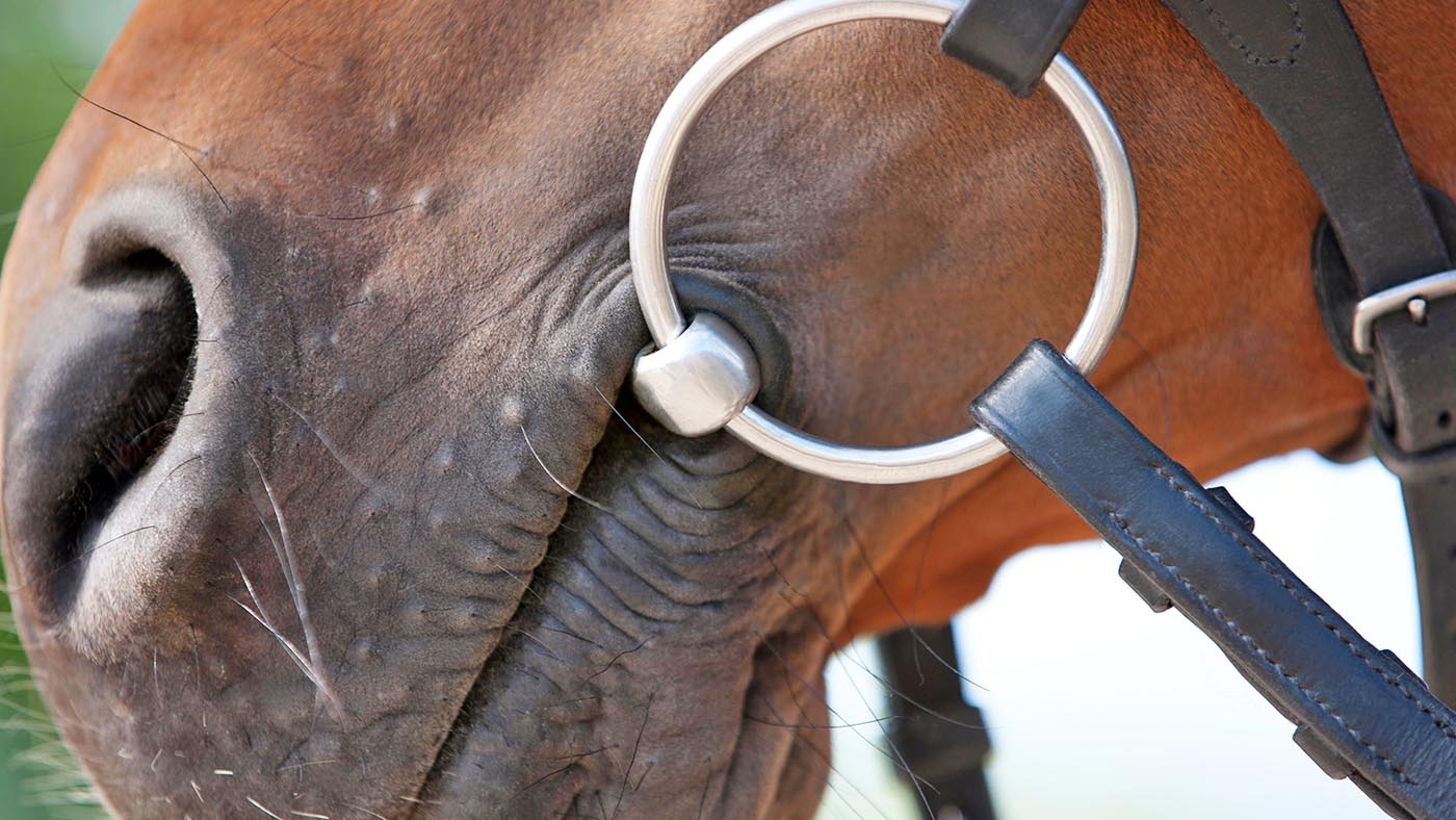 <p><span>An essential part of the bridle. It is placed in the horse's mouth and is crucial for communication between the rider and the horse. It applies pressure to specific areas inside the mouth, allowing the rider to control the horse's pace, direction, and behavior.</span></p>