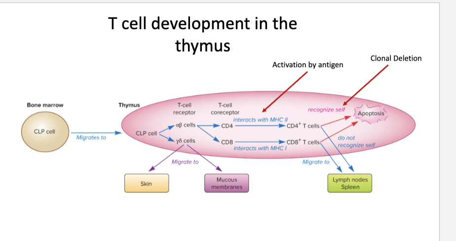 <p>T cell development in the thymus</p>