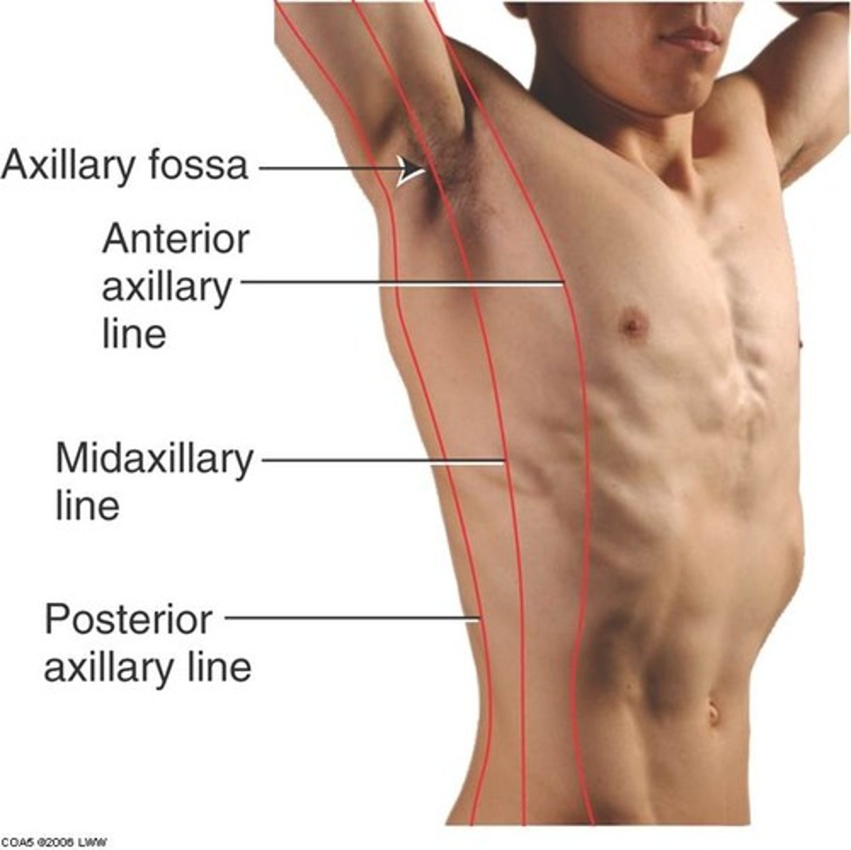 <p>An imaginary vertical line that starts at the middle of the axilla (armpit) and extends down the side of the chest.</p>