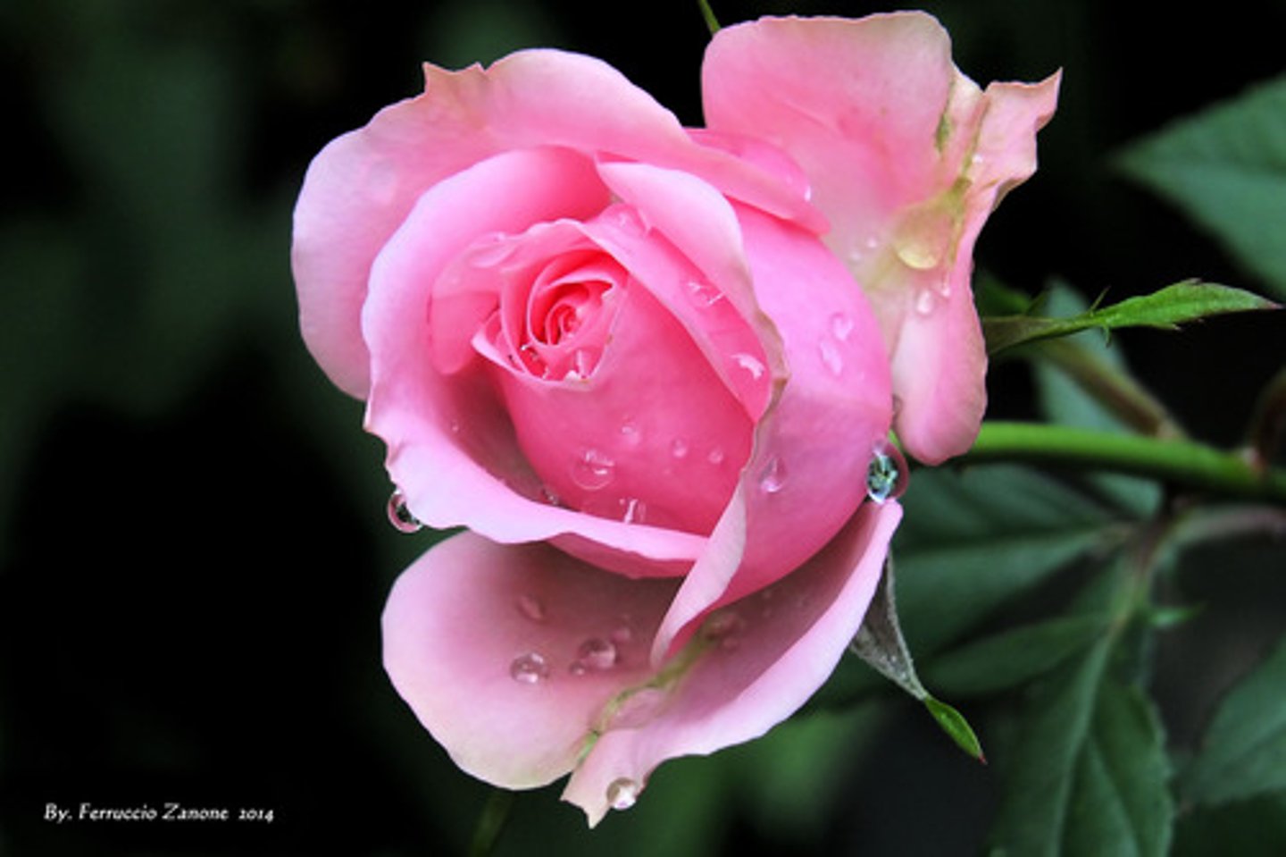 <p>pink</p>