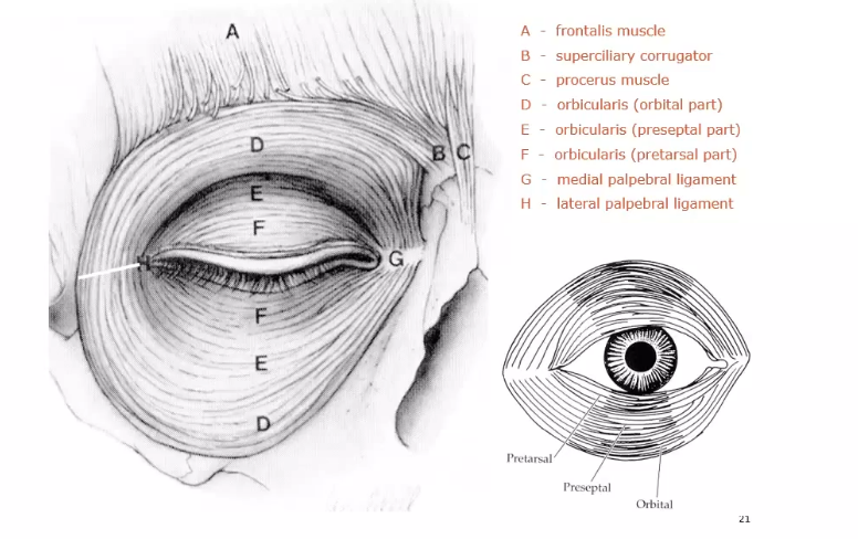 <p>orbicularis action</p>