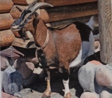 <p>originated from french alps, surviving in both warm and cold climate. very nutritious and high volume milk production for making cheese. can carry 25% of their weight in supplies, food , and gear.</p>