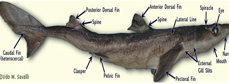 <p>What is the common name and scientific name of this species?</p>