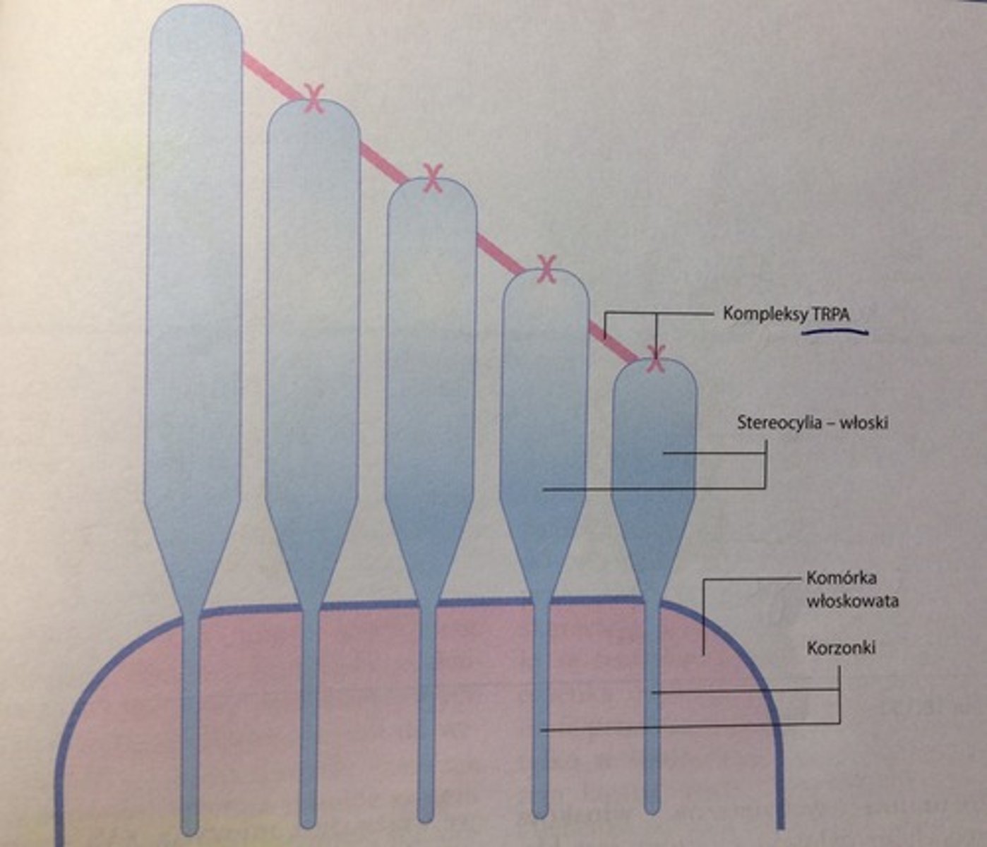 <p>błona szczytowa włosków zawiera kompleksy białkowe kanałowe nazywane receptorami o przejściowym potencjale-ankiryna (TRPA1). TRPA1 mają kanały dla kationów K+, Na+, Ca2+.</p><p>Kompleksy TRPA1 zawierają białko ankirynę i związane są z kadheryną 23. Kadheryna 23 i ankiryna biegną od większych do mniejszych włosków i łączą się z nimi za pośrednictwem miozyny Ic. </p><p>Zgięcie choćby 1 włoska napręża włókienka kadherynowo-ankirynowe i otwiera kanały dla TRPA1. Wtedy K+ wpływają do wnętrza włosków, depolaryzacja. Napływ Ca2+, uwolnienie neurotransmitera (glutaminianiu) w synapsie kom. włoskowata-włókno n. ślimakowego.</p>