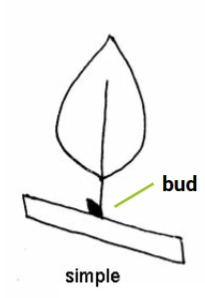 <p>Simple leaf division</p>