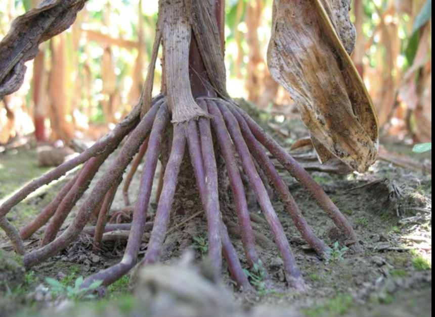 <p>a root that grows from and supports the stem above the ground in plants such as mangroves</p>