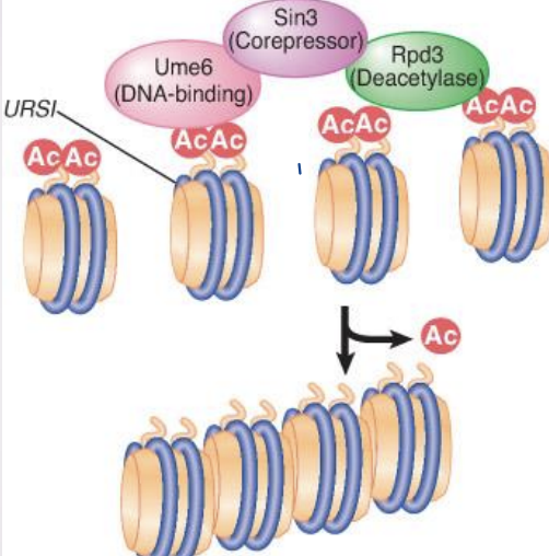 <ul><li><p>Deacetylation is associated with repression of gene activity</p></li><li><p><strong>histone deacetylase (HDAC)</strong> – Enzyme that removes acetyl groups from histones; may be associated with repressors of transcription</p></li></ul>
