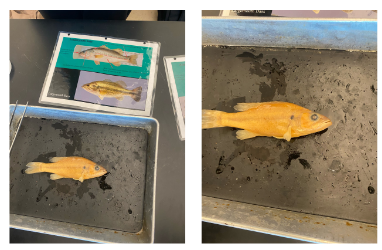 <p>What is the species and common name of this vertebrate that’s in Order Perciformes and Family Centrarchidae (Sunfishes, Black Basses)</p>