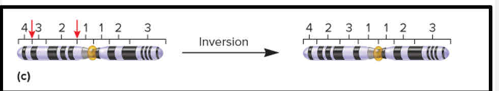 <p>A change in the direction of part of the genetic material along a single chromosome</p>