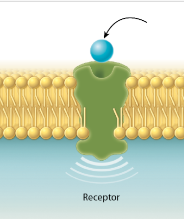 <p>Allows the cells to recieve signals form the environment</p>