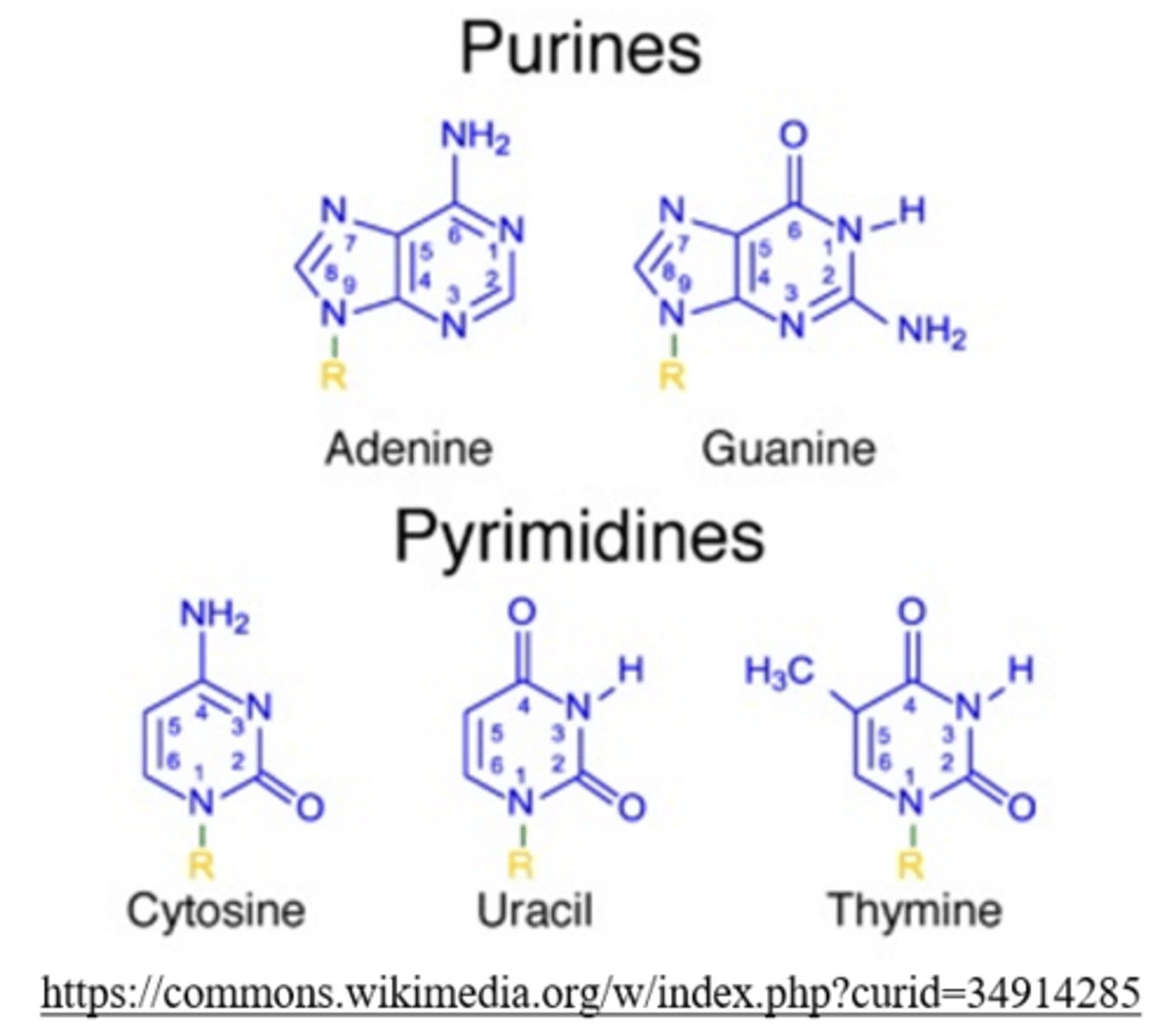<p>purines, pyrimidines</p>