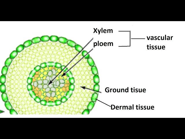 <p>vascular tissue</p>