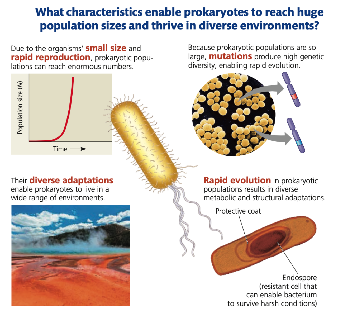 Reproduction
● Under optimal conditions: divide every ___ hours (some in 20 minutes)
● Eventually exhaust their nutrient supply, poison themselves with metabolic waste, face competition, or consumed
● The potential of many prokaryotes for rapid population growth highlights:
1. Are _______
2. Reproduce by _______ fission
3. Often have short _______ times