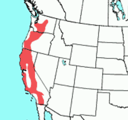 <p>Which species fits the following habitat and management concerns?</p><p><br>Habitat: Forest of oaks and/or conifers</p><p>Management issues: Hunted for food and fur; important agents of seed dispersal and can aid in succession by burying forest nuts; may play some role in dispersal of mycorrhizal fungi; raid bird feeders and gardens; use electrical lines as routes of travel - may cause power outages; some damage to corn crops; some destruction of trees in mature forests; threatened by habitat loss, road kill mortality, and disease</p>