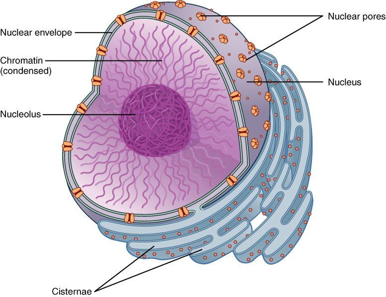 <p><u>Nucleus:</u> contains ________ (protein / DNA genetic information) enclosed by a nuclear _________  (double membrane containing pores). It's ______, regulate the exit and entry of materials.</p><ul><li><p><u>Nucleoplasm:</u> the substance within the nucleus that surrounds the chromosomes and nucleolus. Where DNA is transcribed into ________ RNA</p></li><li><p><u>Nucleolus:</u> dense region of the nucleus where ________ RNA is synthesized. This type of RNA is combined with proteins to form large and small subunits of ribosomes, subunits exit via nuclear pores. </p></li></ul><p></p>