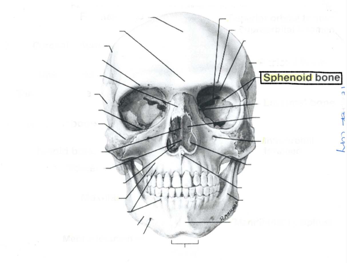 <p>Sphenoid bone</p>