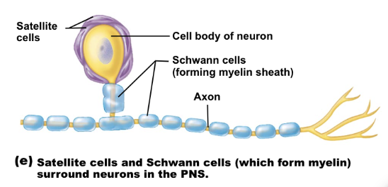 <ul><li><p><span style="background-color: transparent;">surround neuron cell bodies within ganglia</span></p></li><li><p><span style="background-color: transparent;">regulate delivery of nutrients and removal of waste from neurons</span></p></li></ul><p></p>
