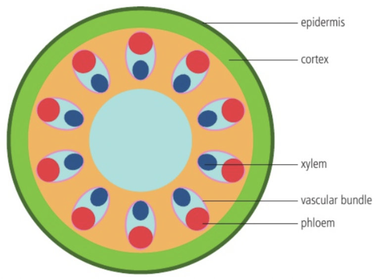 <ul><li><p><strong>Vascular bundle</strong></p><p><span style="color: blue">Function: Around edge of stem for structural support</span></p></li><li><p><strong>Xylem</strong></p><p><span style="color: blue">Function: Water and minerals transportation</span></p></li><li><p><strong>Phloem</strong></p><p><span style="color: blue">Function: Carbohydrate transportation</span></p></li><li><p><strong>Cortex</strong></p><p>Cylinder of tissue around stem; Has cells with <strong>secondary thickening</strong> in cell walls</p><p><span style="color: blue">Function: Provide support; Withstand bending and compression</span></p></li><li><p><strong>Epidermis</strong></p><p>Surface of stem made of cell layers; Embedded with stomata</p><p><span style="color: blue">Function: Waxy cuticle → Reduce water loss + Aid in gas exchange</span></p></li></ul><ul><li><p><strong>Pith</strong></p><p>Tissue of thin walled, parenchymal cells in centre of stem</p><p><span style="color: blue">Function: Storage of starch and oil + Secretion of resin</span></p></li><li><p><strong>Cambium</strong></p><p>Lateral <strong>meristem</strong> (cell growth region); Vertical cylinder in stem</p><p><span style="color: blue">Function: Produces secondary xylem and phloem through cell division</span></p></li><li><p><strong>Fiber caps</strong></p></li></ul><p></p>