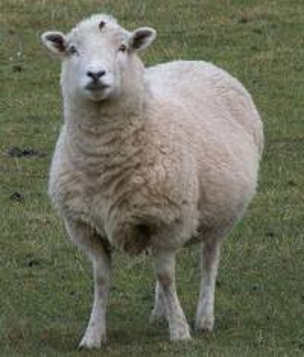 <p>sheep</p>