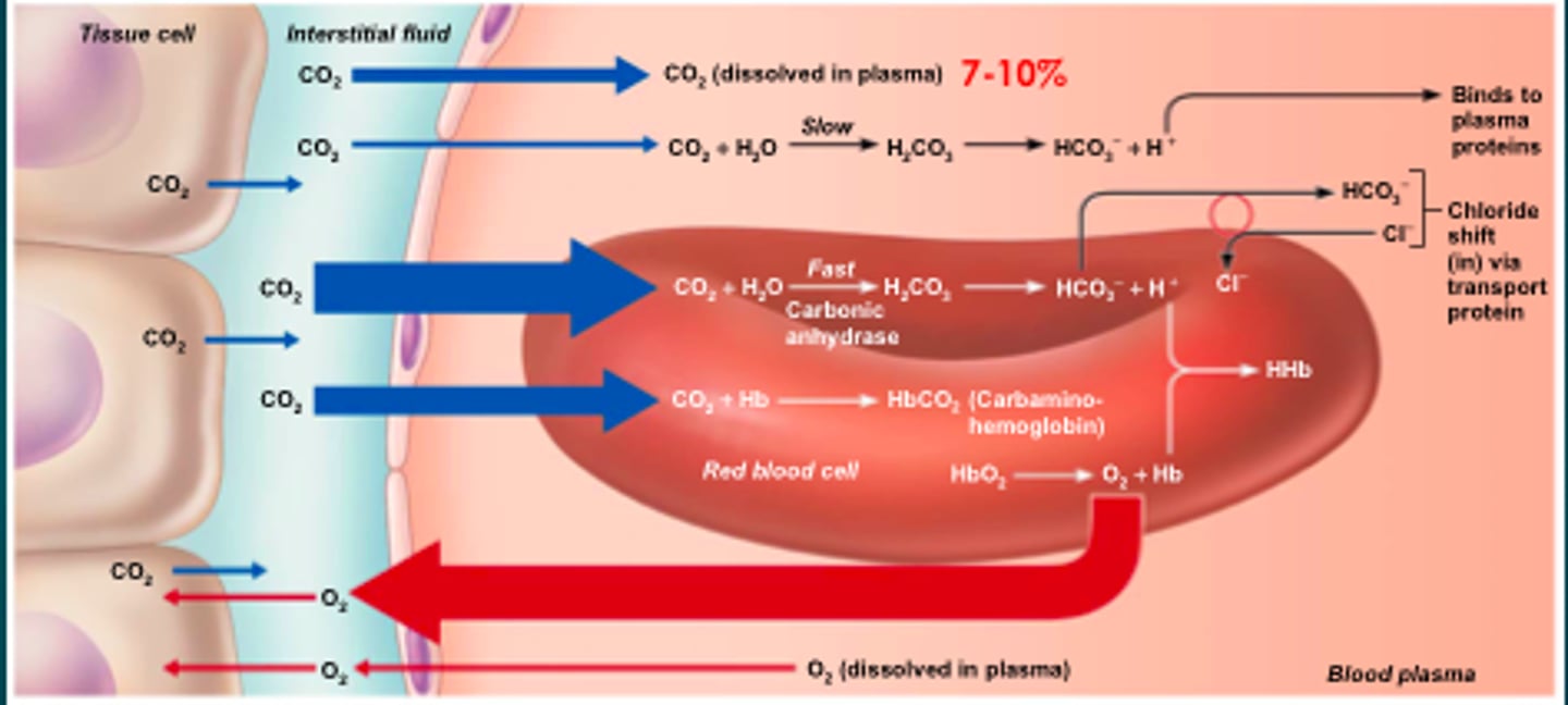 <p>enzyme that changes carbon dioxide into water so it is not poisonous to the body</p>