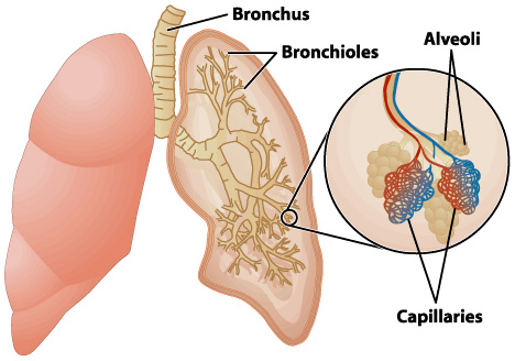 <p>Alveoli</p>