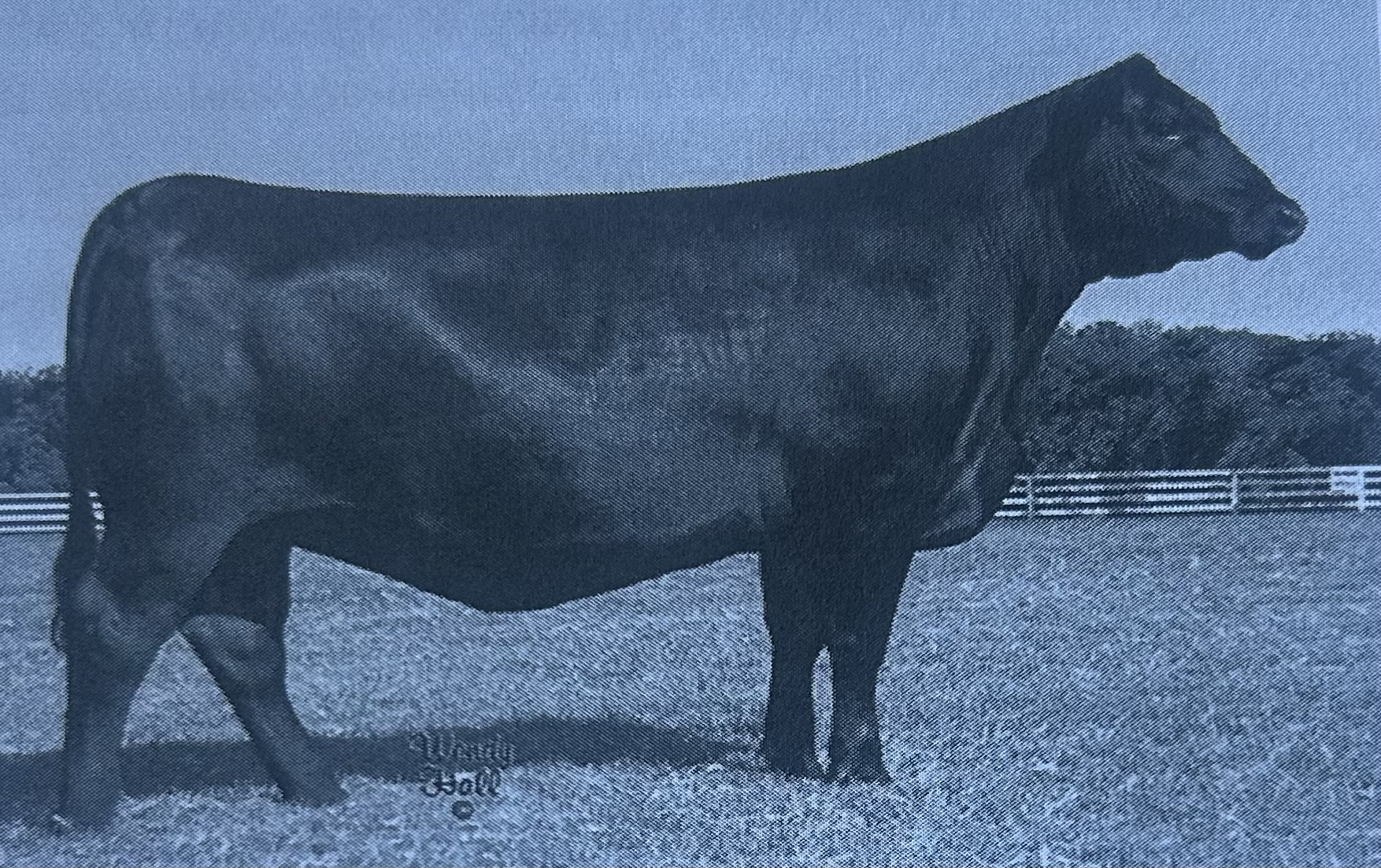<p>Black Angus</p>