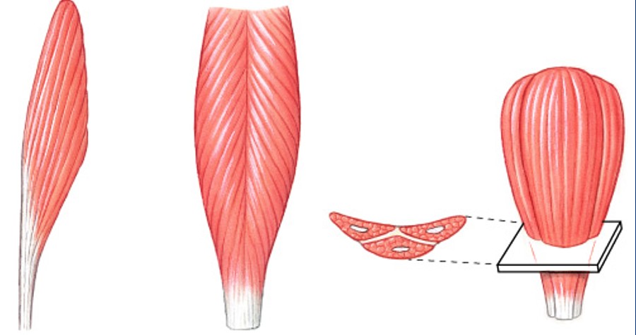 <p>Which pattern of fascicle organization is:</p><ul><li><p>Form an angle with the tendon</p></li><li><p>Do not move as far as parallel muscles</p></li><li><p>Contain more myofibrils than parallel muscles</p></li><li><p>Develop more tension than parallel muscles</p></li></ul><p></p>
