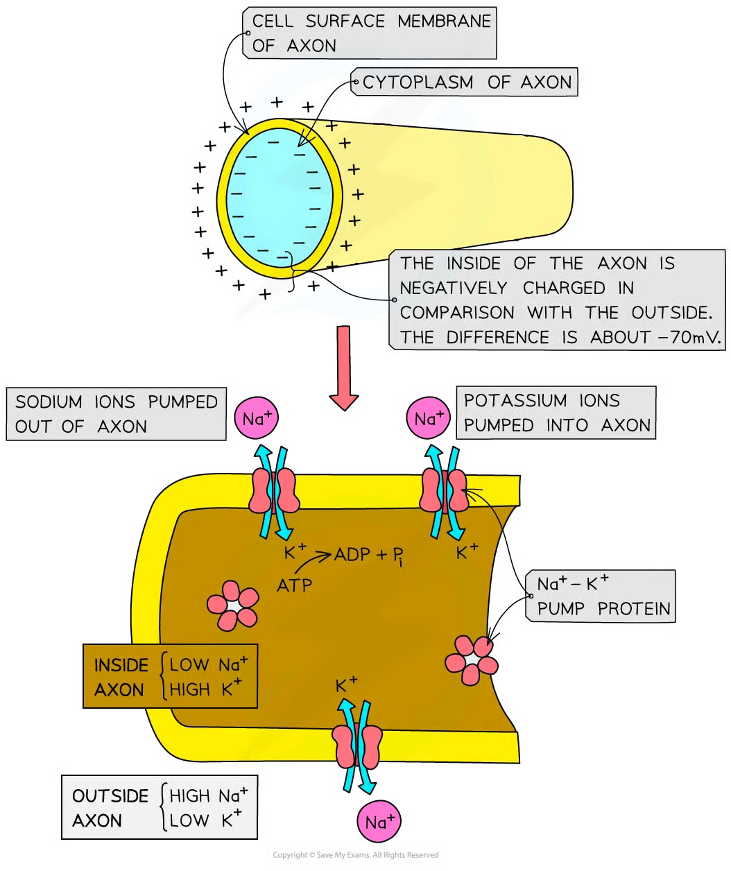 <ul><li><p>sodium-potassium pumps in axon membrane</p></li><li><p>many large, neg charged mols (anions) inside axon</p></li><li><p>impermeability of axon membrane to ions</p></li><li><p>closure of voltage-gated channels (required for action potentials) in axon membrane</p></li></ul><p></p>