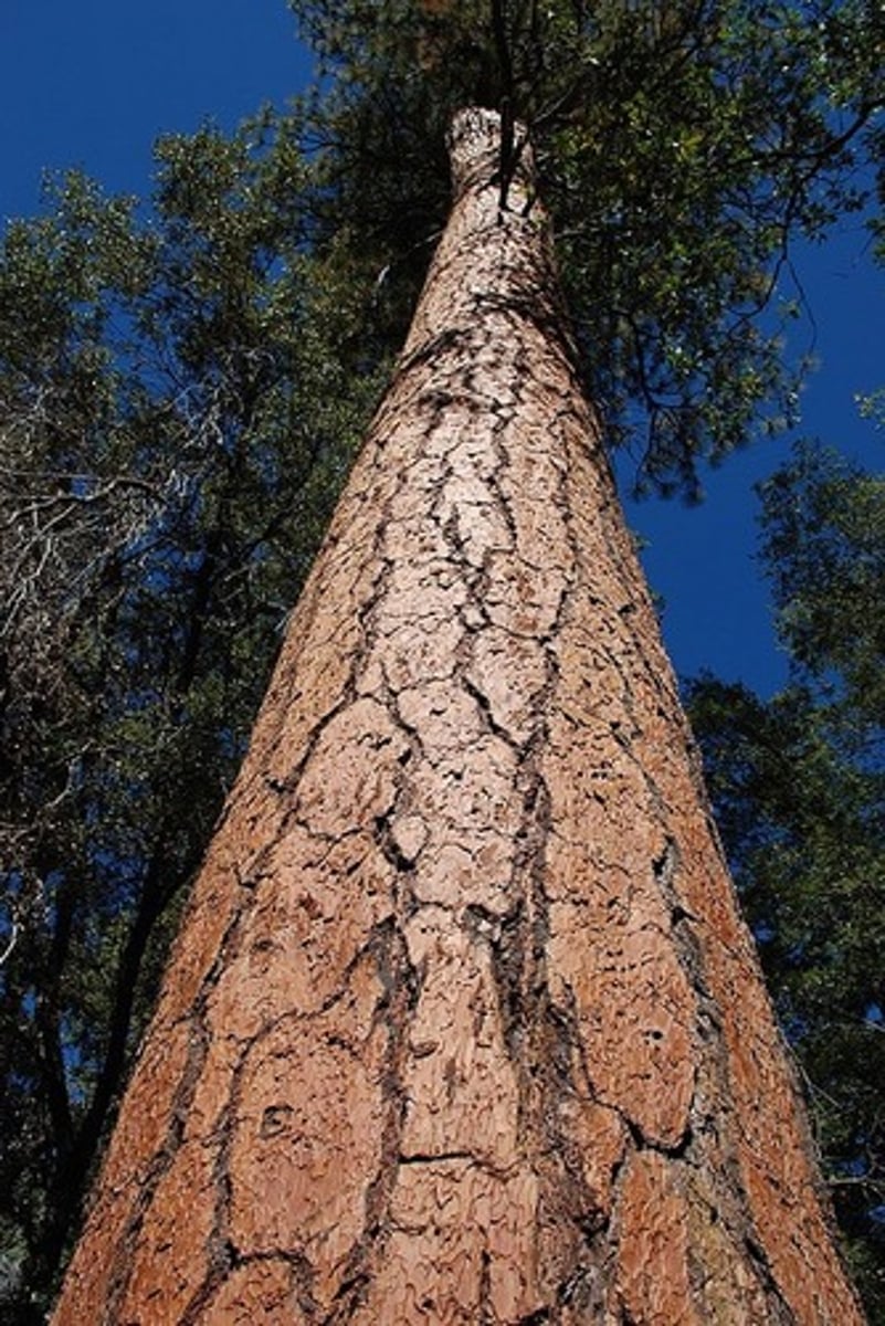 <p>pattern of plant growth in which stems increase in width</p>