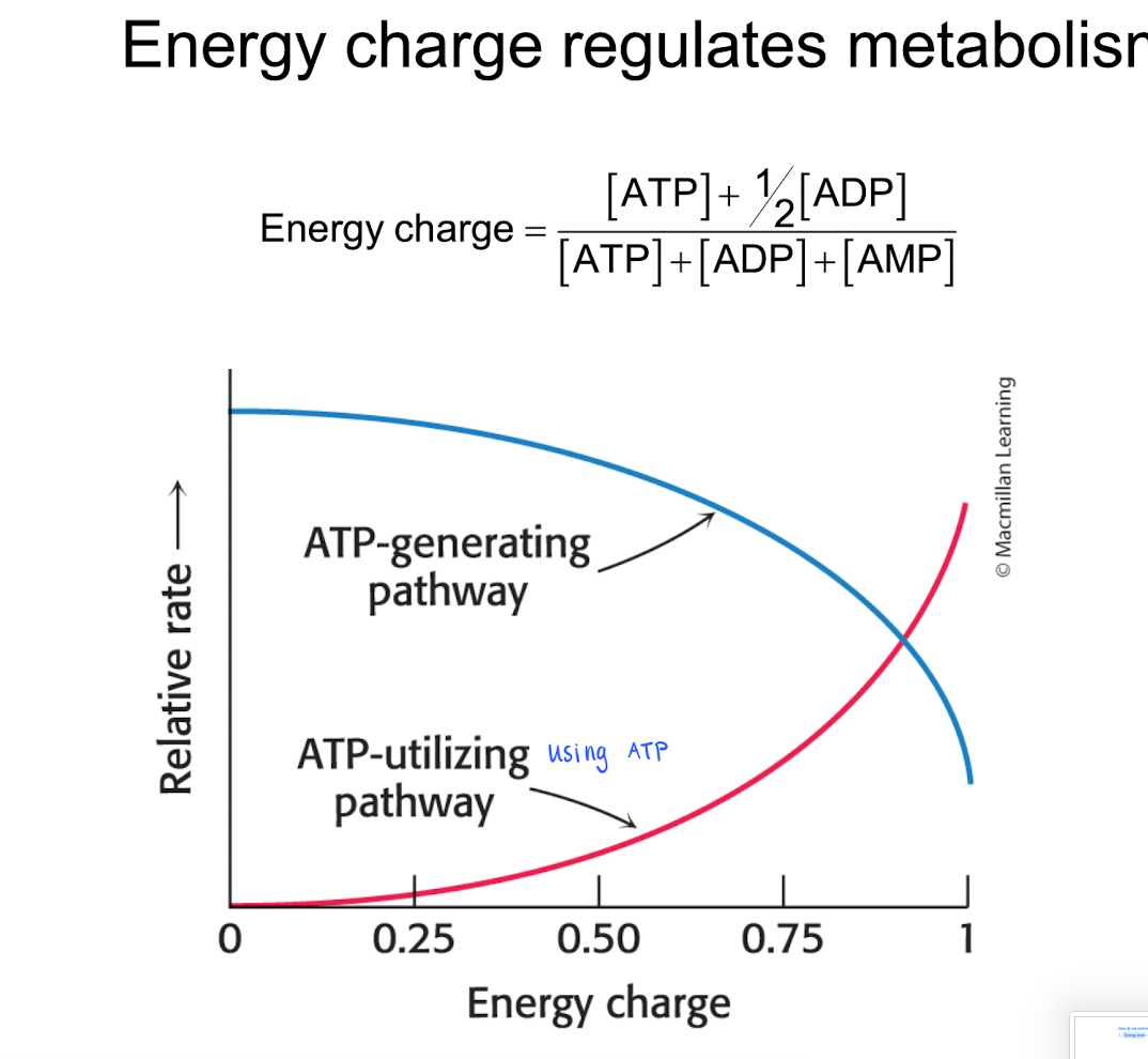 <ol><li><p>Energy level : Hoe much ATP do we have? The energy charge is based on the concentration of A(T,A,M)P <br></p></li><li><p>Control Enzyme activity<br>- <strong>Phosphorylation</strong> : some enzyme needs a phosphate to activate.<br><br>- <strong>Proteolytic</strong> : Enzyme that needs to be cleaved to be activated <br><br>- <strong>Allosteric</strong> : When a molecule is bond to the enzyme, the activity increaes / decreases. <br><br>- <strong>Hormones</strong> : important first messanger that influence the enzyme actvities. </p></li></ol><p></p>