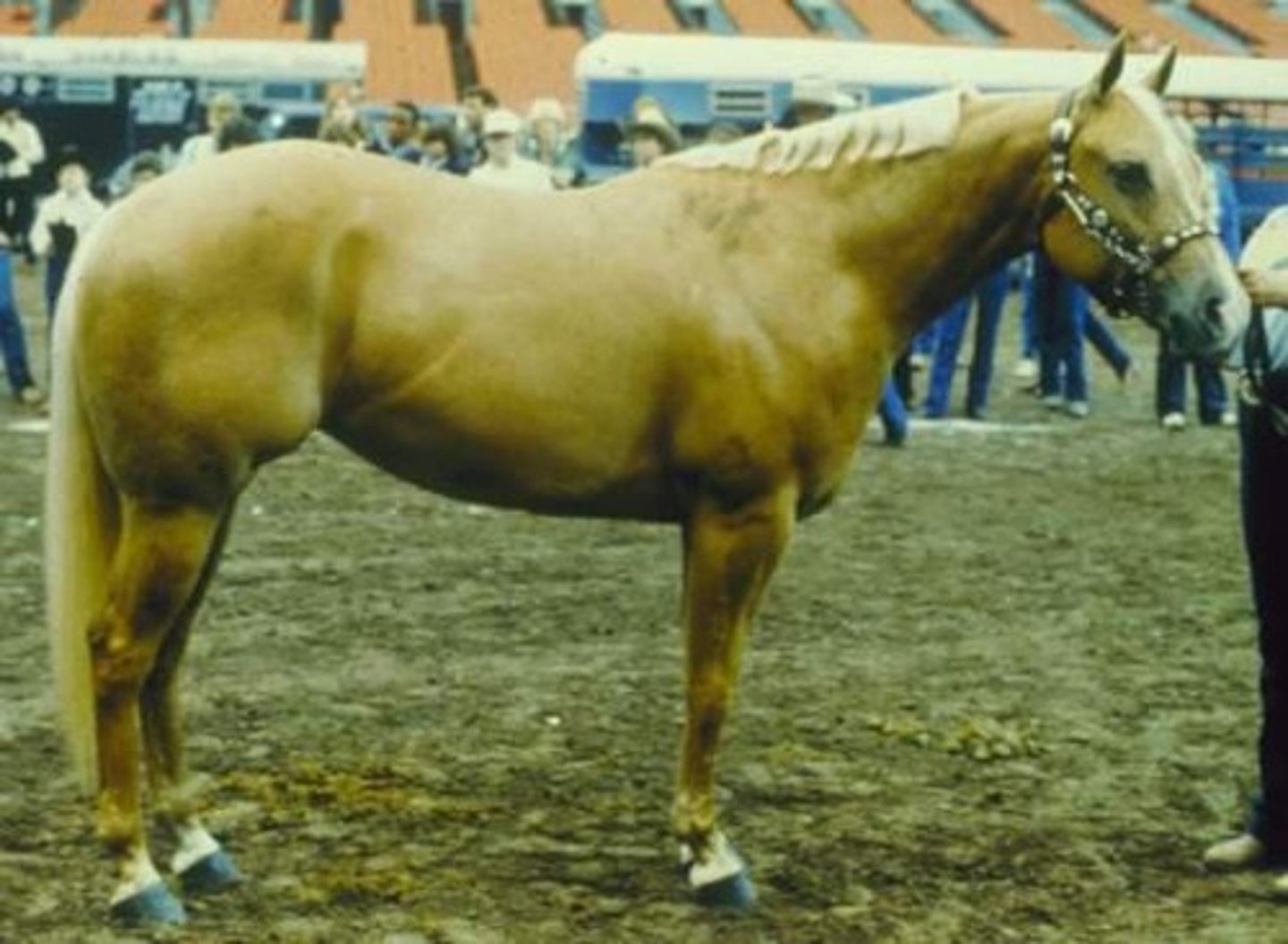 <p>A golden horse with a light-colored flaxen mane and tail, resulting from a cream dilution gene.</p>