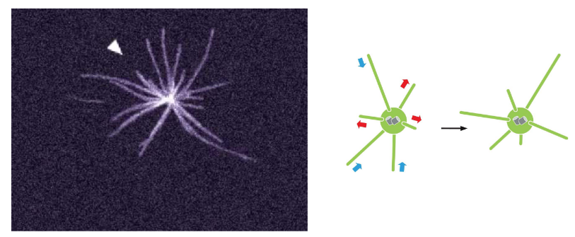 <p>each filament can grow/shrink</p>
