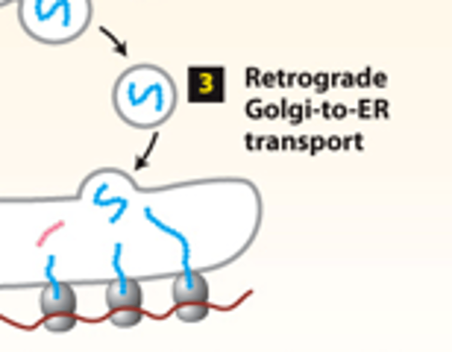 <p>secretory pathway, protein trafficking (stage 2): step 3--ER enzymes or structural proteins--retained in the _________</p>