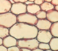 <ul><li><p>very little intercellular space </p></li><li><p>and is involved in storage, photosynthesis, and tissue repair. </p></li></ul><p></p>