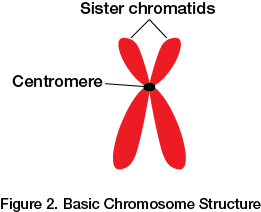 <ul><li><p>Condensed DNA and proteins</p></li><li><p>Made up of two identical <strong>sister chromatids</strong> held together by the <strong>centromere</strong></p></li></ul>