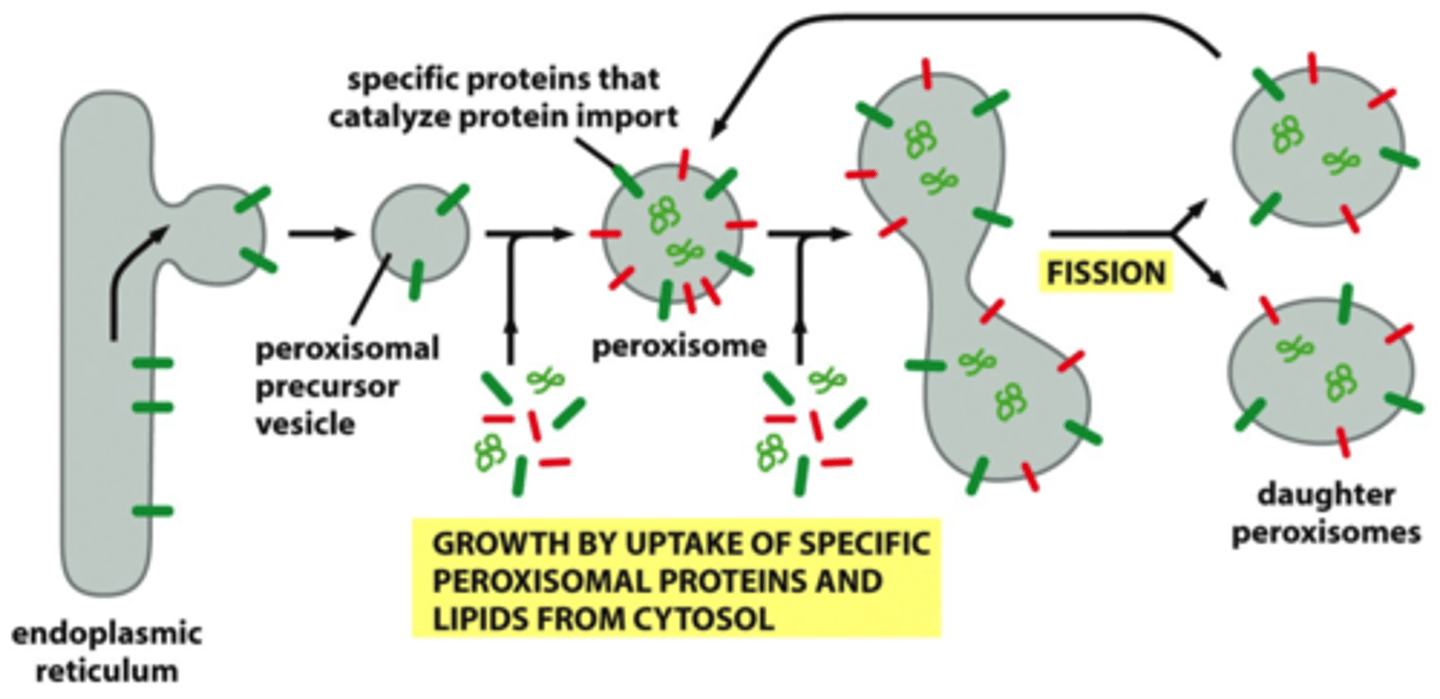 <p>via peroxins that use ATP as energy source</p>