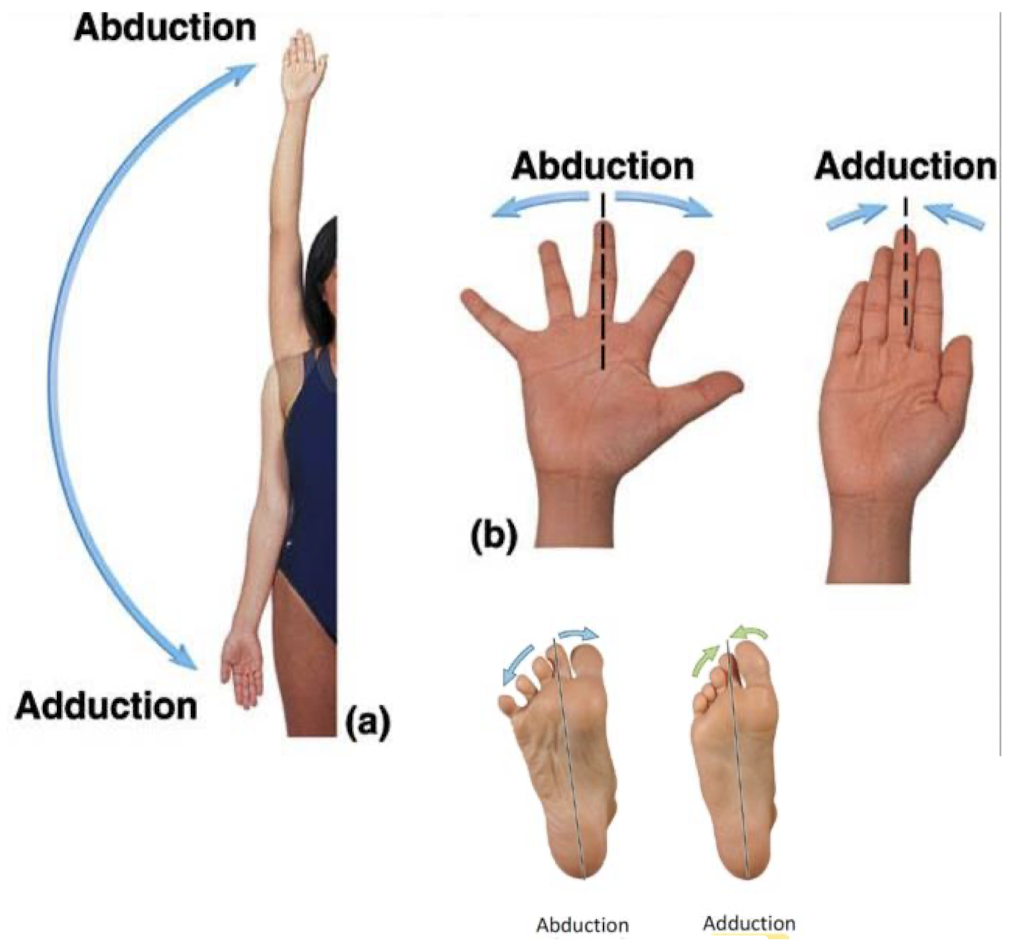 <ul><li><p><strong>abduction</strong> - movement away from midline</p><ul><li><p>in hand - movement away from midline of hand (3rd digit)</p></li><li><p>in foot - movement away from midline of foot (2nd digit)</p></li></ul></li><li><p><strong>adduction </strong>- movement toward from midline</p><ul><li><p>in hand - movement toward midline of hand (3rd digit)</p></li><li><p>in foot - movement toward midline of foot (2nd digit)</p></li></ul></li></ul><p></p>