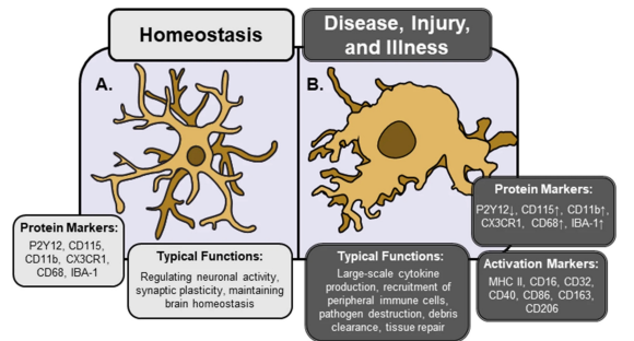 <p>Microglia is constantly surveying the brain, when inflammation occurs, they transition from <strong>surveillance to activated state (M1 phenotype)</strong>.</p><ul><li><p><span>Immunogenic factors at high concentrations cause microglia to undergo morphological and chemical changes, including the production and release of cytokines and reactive oxygen species (ROS).</span></p></li><li><p><span>This response is regulated by the type and severity of the insult/injury.</span></p></li></ul><p></p>